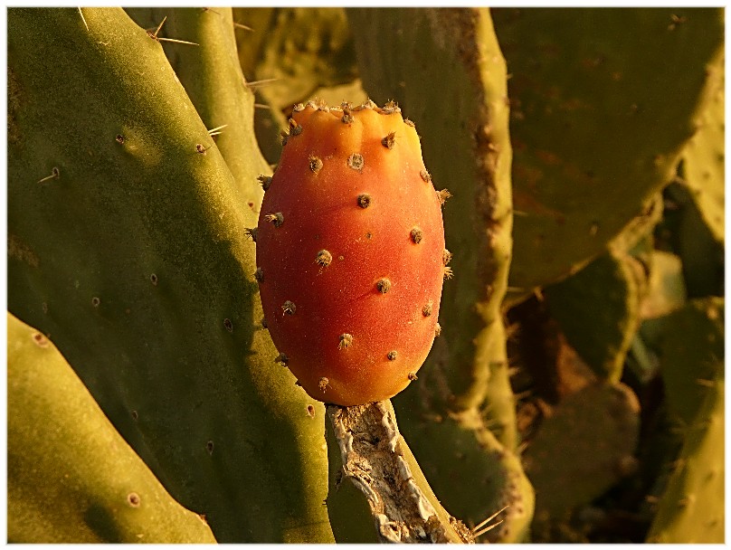 Tra le Opuntia ficus indica, quante sorprese...........
